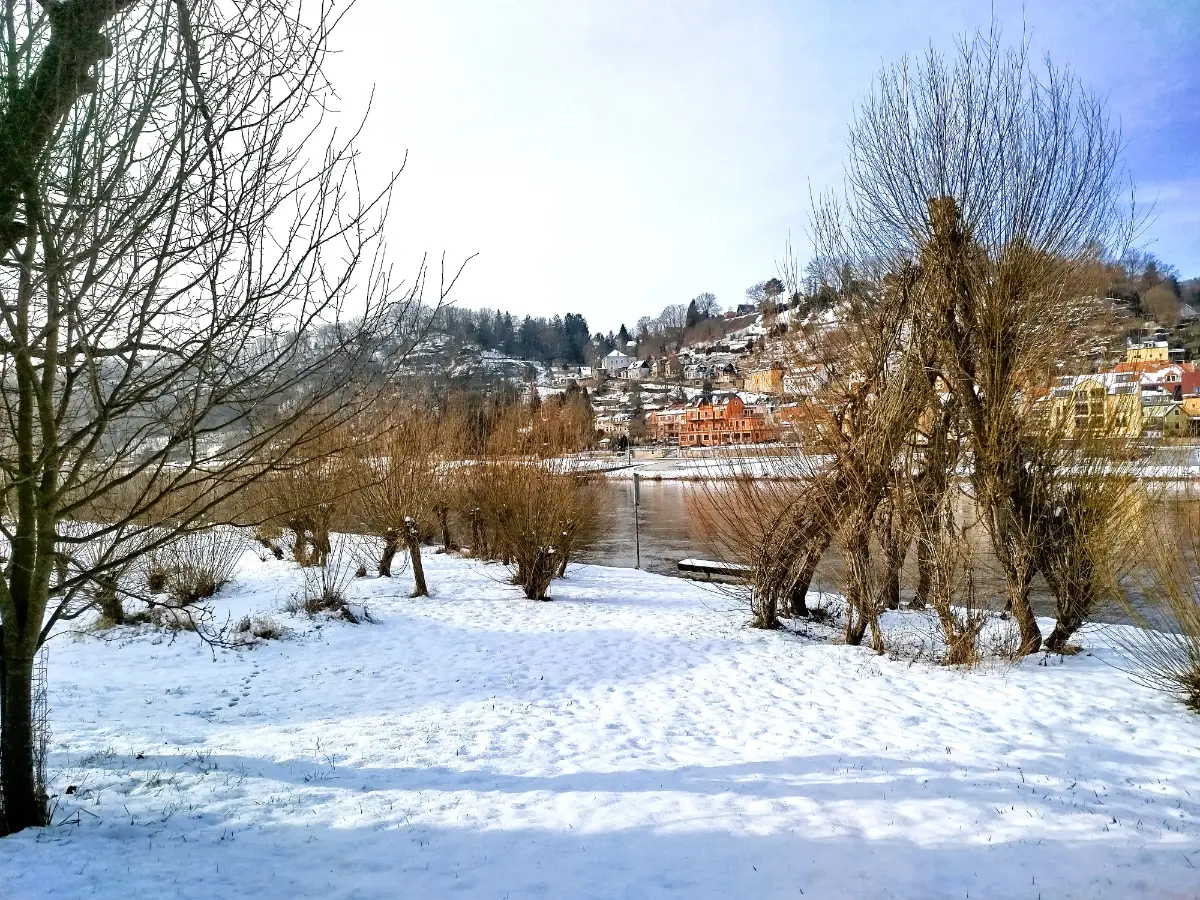 Weidenspielplatz im Winter in Pötzscha | Foto: C. Gester An der Elbe formen Weidenbäume eine Bude auf einer schneebedeckten Wiese im Winter. Auf der anderen Elbseite sind Häuder der Stadt Wehlen zu sehen.